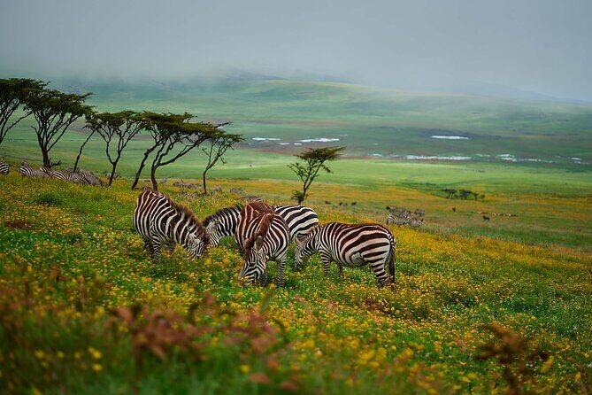 3-Day Manyara, Tarangire and Ngorongoro Crater - Practical Tips for Travelers
