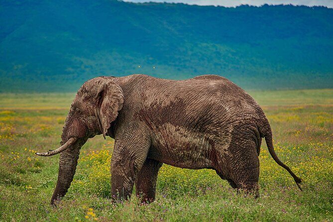 3-Day Manyara, Tarangire and Ngorongoro Crater - FAQs
