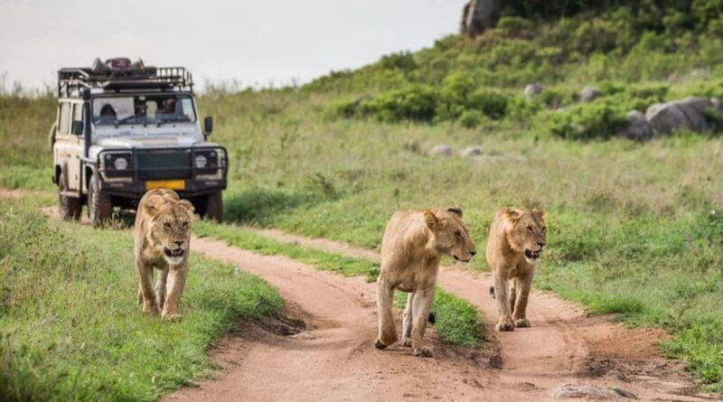 3-Day Masai Mara and Lake Naivasha Safari by 4x4 Jeep - Cost and Value Analysis