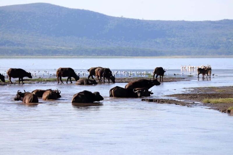 3-Day Masai Mara and Lake Naivasha Safari by 4x4 Jeep - FAQ