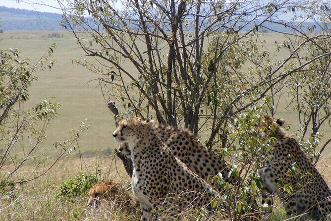 3-Day Masai Mara Budget Camping Safari - Why This Safari Is a Great Choice
