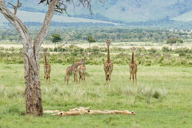 3-Day Masai Mara Budget Camping Safari - FAQs