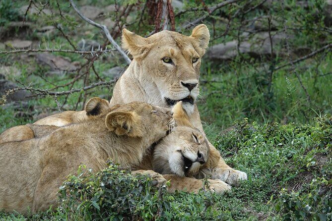 3 Day Masai Mara Budget Joining Safari on 4×4 - Daily Departures - An In-Depth Look at the 3-Day Maasai Mara Safari