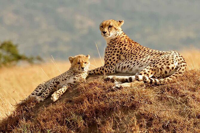 3 Day Masai Mara Budget Joining Safari on 4×4 - Daily Departures - Practical Considerations for Travelers