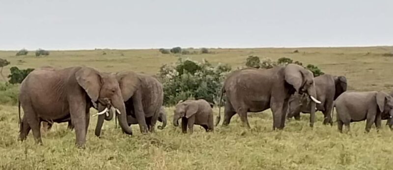 3-Day Masai Mara Camping Safari From Nairobi - Final Thoughts: Who Will Love This Experience?