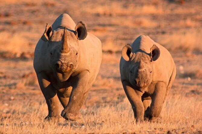 3-Day Masai Mara Group Safari with Pick Up - Summary: Is This Safari Right for You?