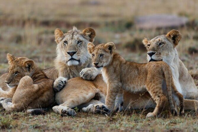 3-Day Masai Mara Jeep Safari - What to Expect from the 3-Day Masai Mara Safari