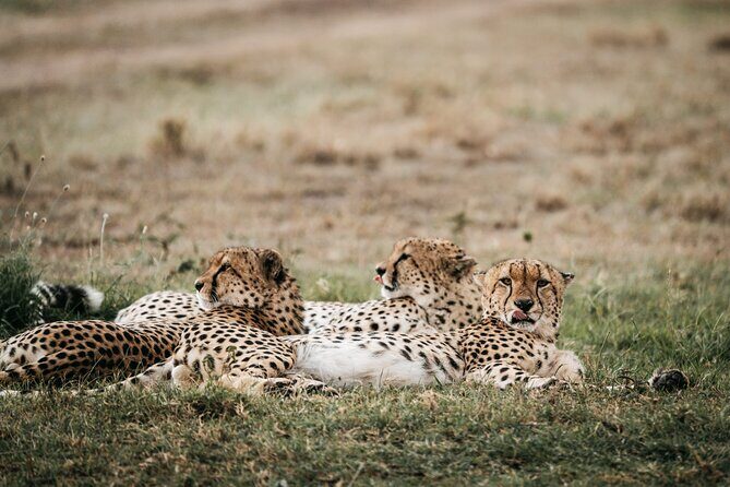 3-Day Masai Mara Luxury Safari - Timing and Transport: Why It Matters