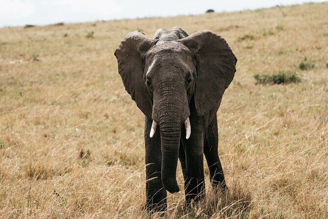 3-Day Masai Mara Luxury Safari - The Experience: What You Can Expect