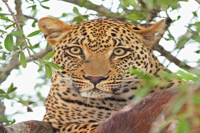 3-Day Masai Mara Private Luxury Safari - In-Depth Breakdown of the Itinerary