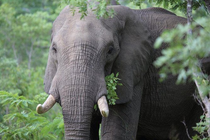 3-Day Masai Mara Private Luxury Safari - Final Thoughts