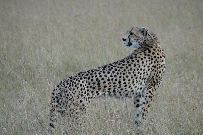 3 Day Masai Mara Safari - Who Should Consider This Safari?