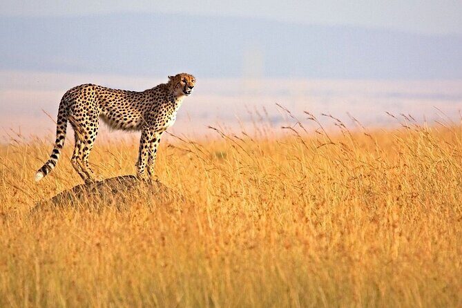 3-Day Masai Mara Safari Tour - Practical Considerations for Travelers