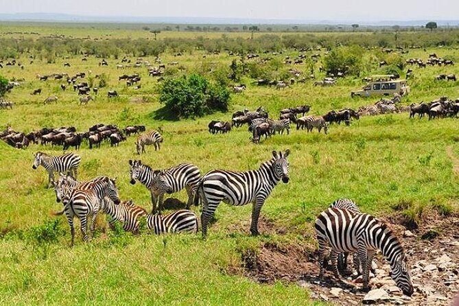 3-Day Masai Mara Safari Tour - Final Thoughts: Who Will Love This Safari?