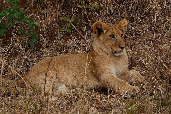 3-Day Masai Mara Safari Tour - Frequently Asked Questions