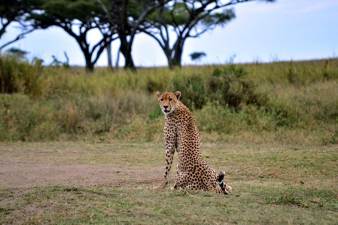 3-day Masai Mara Safari Tour to see the big five and wildebeest migration - Key Points