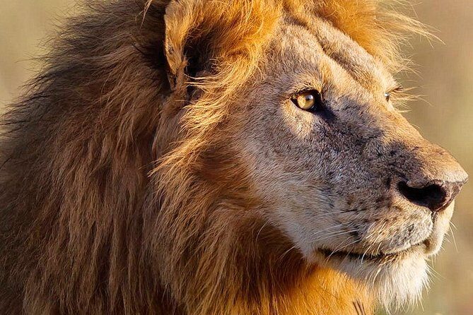 3-day Masai Mara Safari Tour to see the big five and wildebeest migration - Food and Meals: What to Expect