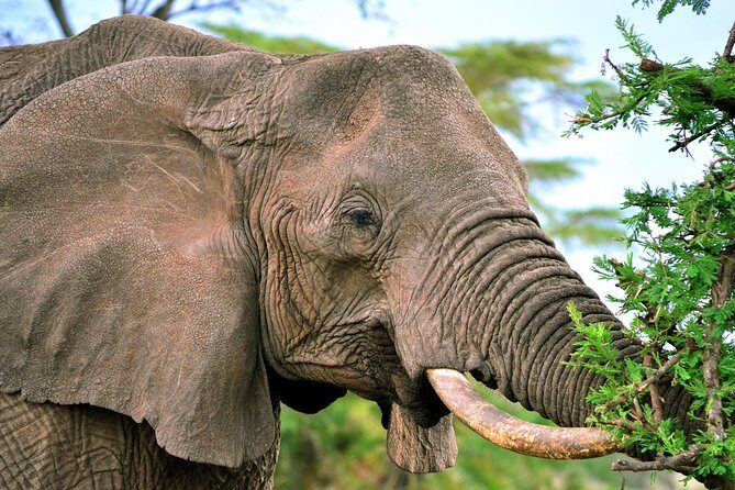 3-day Masai Mara Safari Tour to see the big five and wildebeest migration - Authentic Experiences That Matter