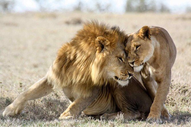 3-day Masai Mara Safari Tour to see the big five and wildebeest migration - FAQs