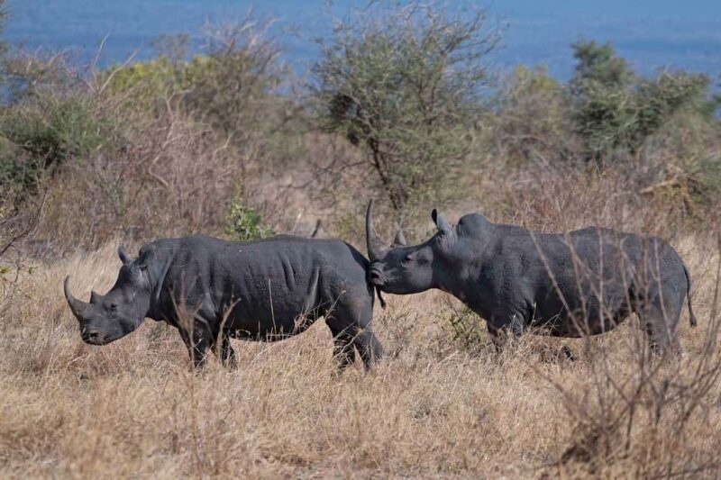 3-Day Meru National Park-Ikweta Safari Camp - Key Points