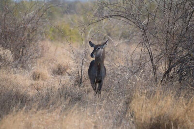 3-Day Meru National Park-Ikweta Safari Camp - Practical Considerations