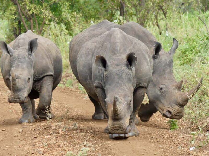 3-Day Meru National Park-Ikweta Safari Camp - The Value and Who Will Love It