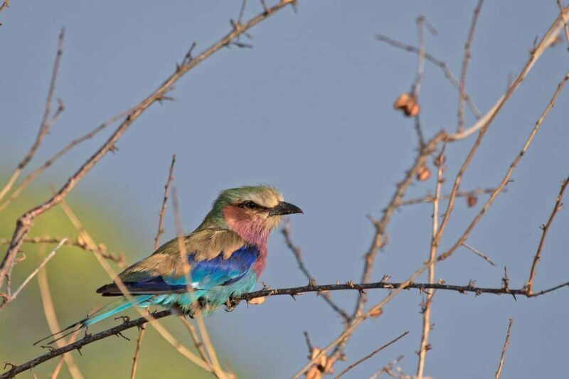 3-Day Meru National Park-Ikweta Safari Camp - FAQ