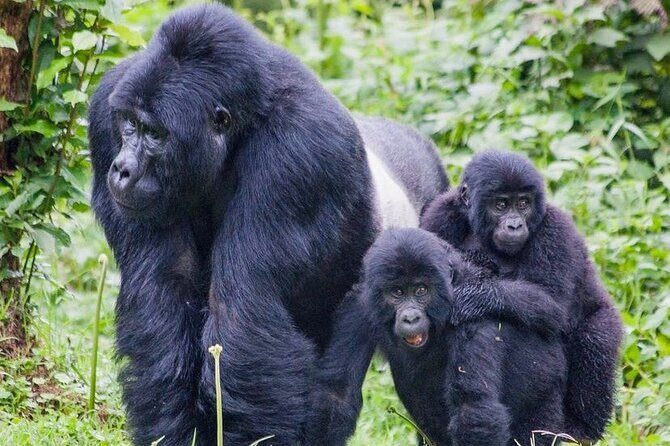 3 Day Mgahinga Mountain Gorilla Trek. - Key Points