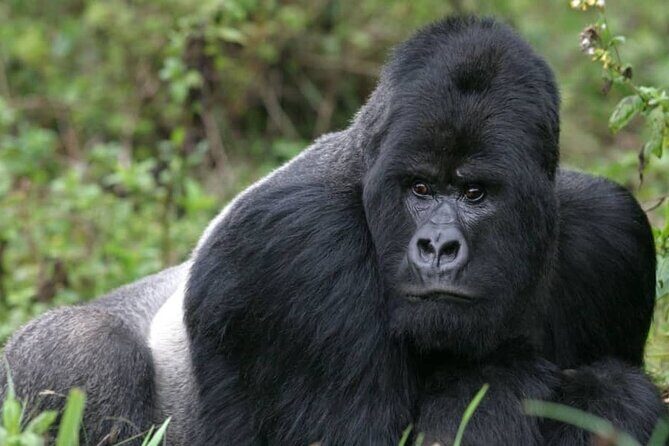 3 Day Mgahinga Mountain Gorilla Trek. - Day 1: From Kampala to Mgahinga – Setting the Scene