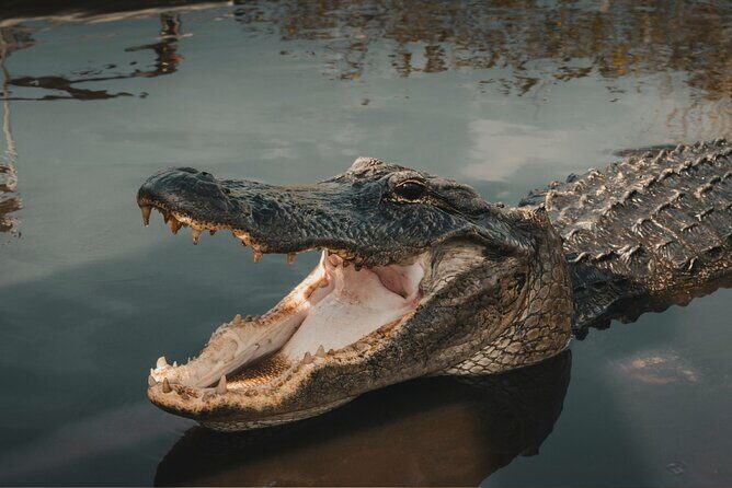3-Day Miami Beach with Miami Bus/Boat Tour, Everglades and Keywest boat Tour - An In-Depth Look at the 3-Day Miami Tour