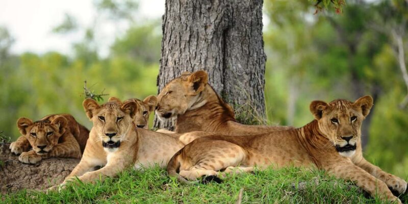 3-Day Mikumi and Ruaha National Parks Safari - Key Points