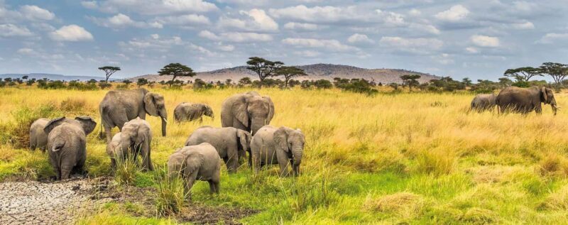 3-Day Mikumi and Ruaha National Parks Safari - Analyzing the Price and Value