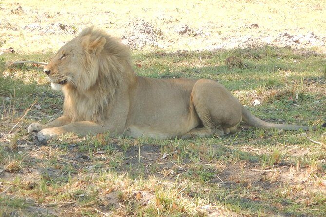 3-Day Moremi Game Reserve- by Walking Stick Safaris - Introduction