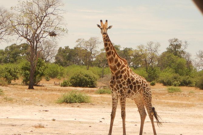 3-Day Moremi Game Reserve- by Walking Stick Safaris - Key Points