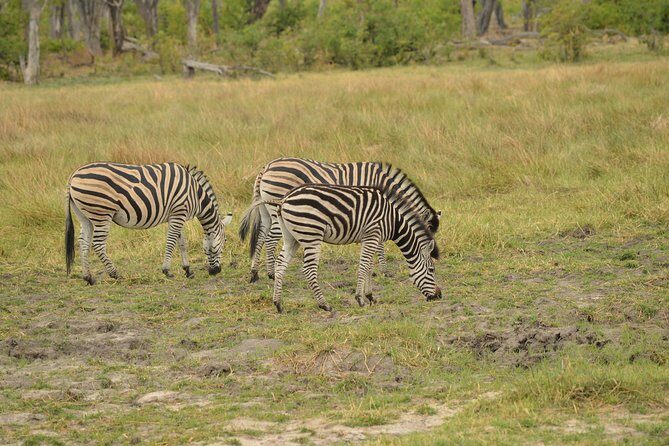 3-Day Moremi Game Reserve- by Walking Stick Safaris - Food and Accommodation