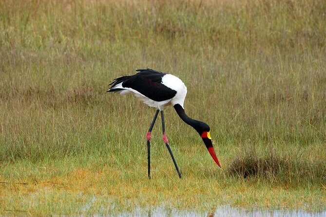 3-Day Moremi Game Reserve- by Walking Stick Safaris - Guides and Personal Touch