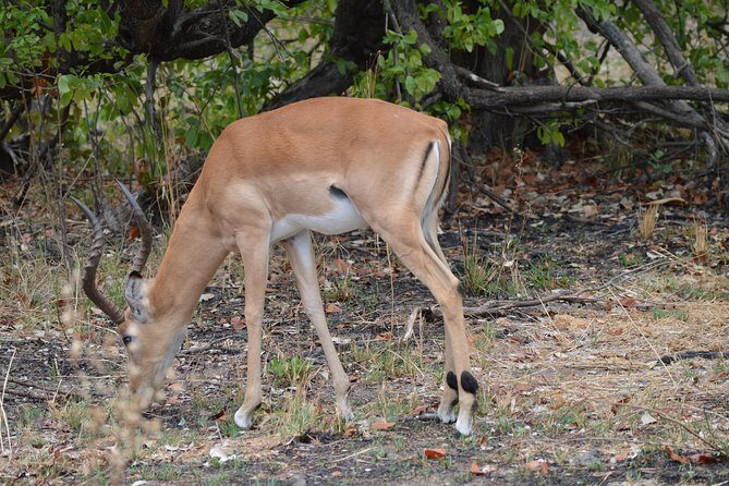 3-Day Moremi Game Reserve- by Walking Stick Safaris - The Overall Experience and Its Cost