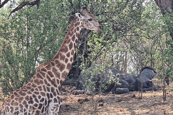 3 Day Moremi Safari - What Makes This Safari Stand Out