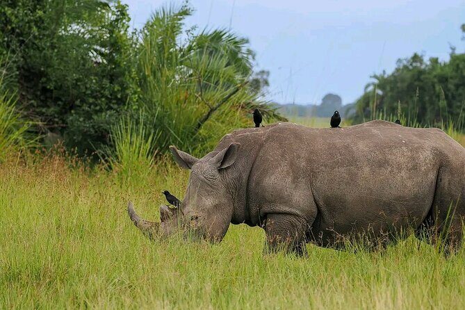 3 Day Murchison Falls' BIG 5 and Wildlife viewing Safari - What Travelers Love About This Experience