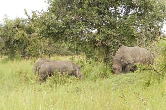 3-Day Murchison Falls National Park - Adventure Safari - A Deep Dive into the 3-Day Murchison Falls Safari