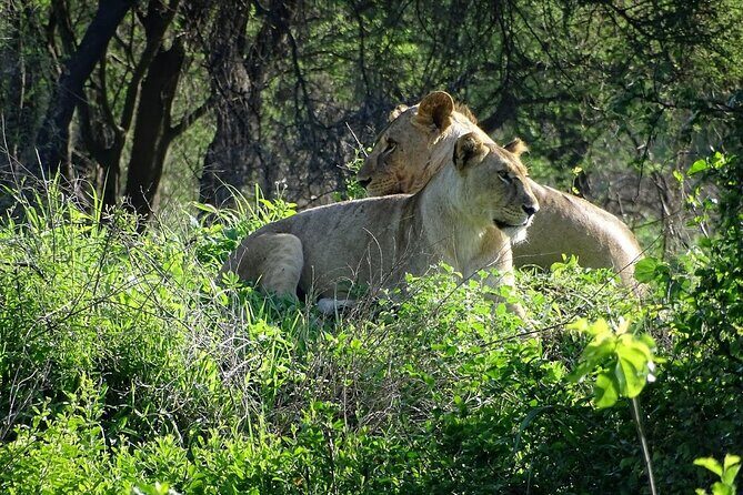 3-Day Ngorongoro Crater Manyara and Tarangire Safari from Arusha - Practical Details and What You Should Know