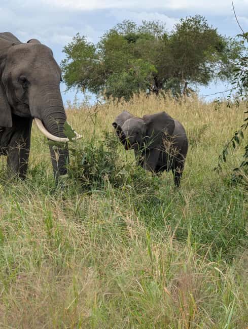 3-Day Nyerere National Park Safari from Zanzibar with Flight - Key Points