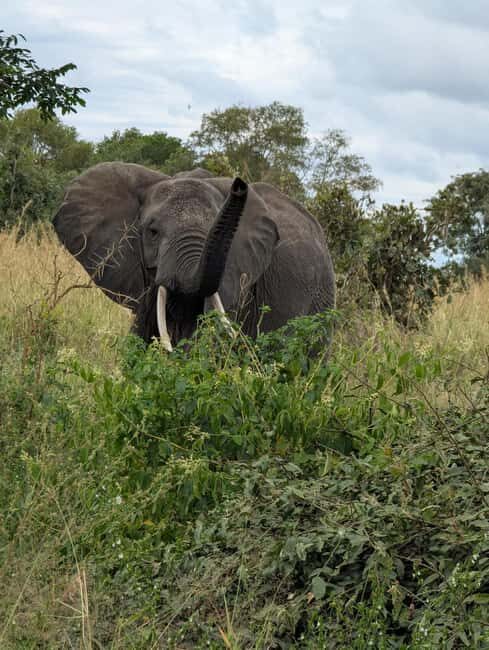 3-Day Nyerere National Park Safari from Zanzibar with Flight - An In-Depth Look at the 3-Day Nyerere National Park Safari
