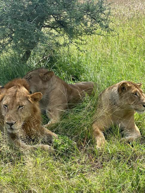 3-Day Nyerere National Park Safari from Zanzibar with Flight - Who Will Love This Safari?