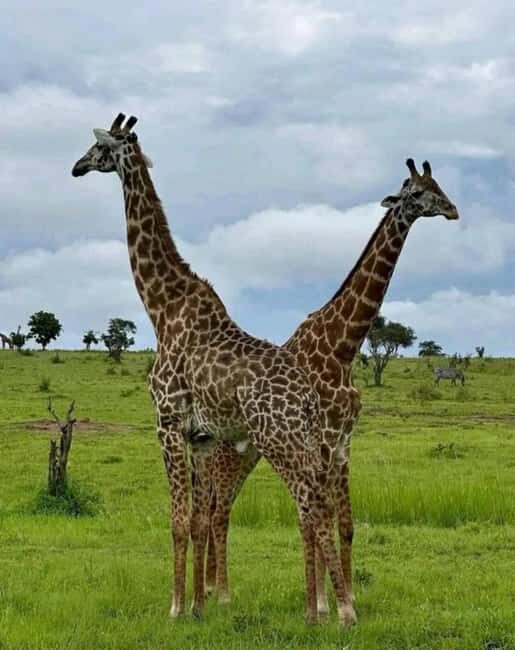 3-Day Nyerere National Park Safari from Zanzibar with Flight - The Sum Up