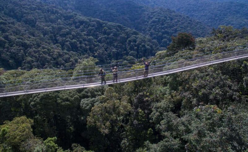 3-Day Nyungwe National Park Safari - Chimpanzee tracking - An In-Depth Look at the 3-Day Nyungwe Safari