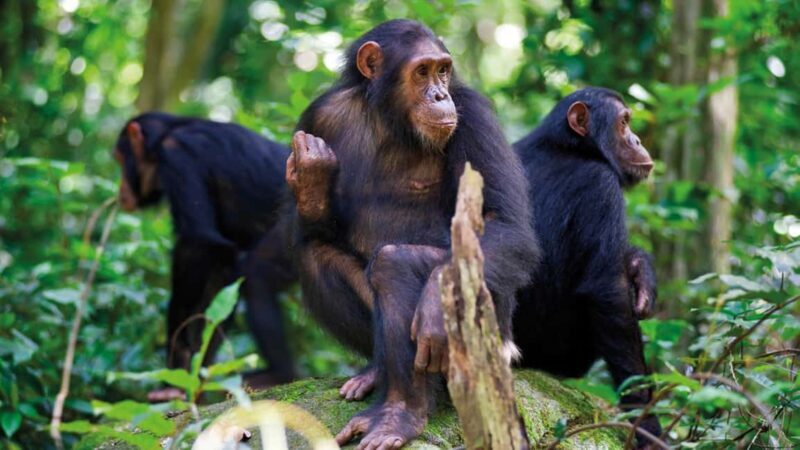 3-Day Nyungwe National Park Safari - Chimpanzee tracking - Practical Details: Transportation, Comfort, and Tips