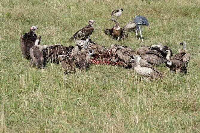 3 Day Private 4x4 Jeep Tour in Masai Mara Safari - Who Would Love This Tour