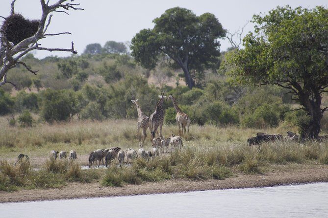 3 day Private Authentic Kruger Park Safari Experience - Day 1: Arriving and Settling In