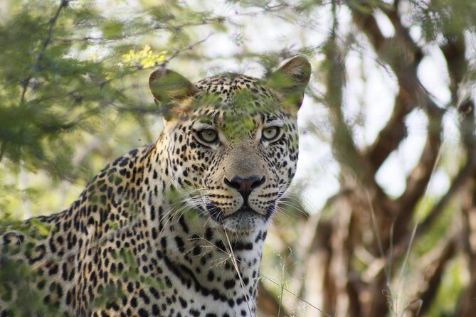 3 day Private Authentic Kruger Park Safari Experience - Day 2: Dawn to Dusk in the Park